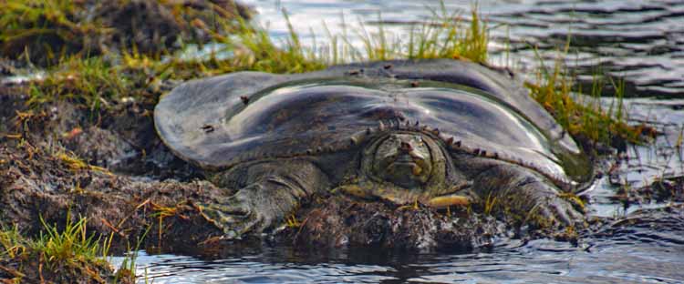 spiny softshell turtle